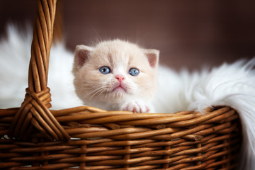 Fototapeta na wymiar Britisch Kurzhaar Katzen Baby Kitten im Korb
