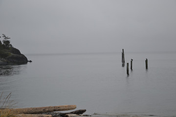 cormorants in ocean fog