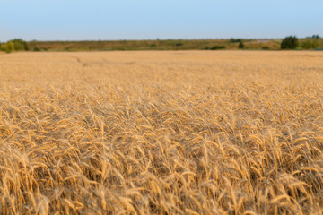 The spica of golden wheat close up. Wheat field. Beautiful nature Sunset Landscape. Rural landscapes under shining sunlight.