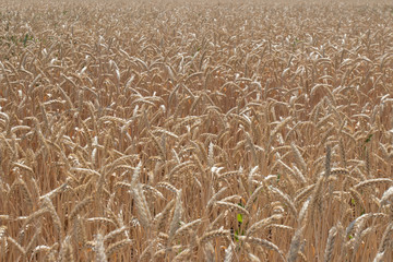 Wheat field