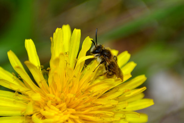 A bee   (  Apoidea  )  on yellow dandelions in nature