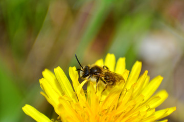 Bee   (  Apoidea  )  on yellow dandelions in green nature