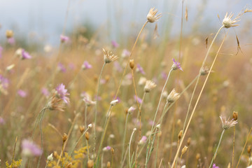 Steppe wildflowers. Selective focus. Early morning. Flowers