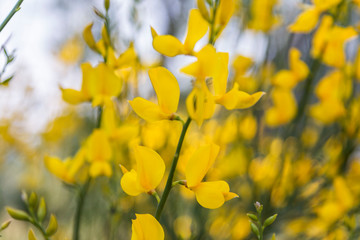 Obraz premium Yellow Spanish Broom (Spartium junceum), mediterranean region in France,on blue sky background