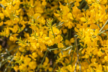 Yellow Spanish Broom (Spartium junceum), mediterranean region in France,on blue sky background
