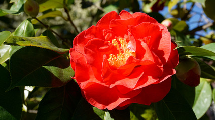 Camellia Dr Clifford Parks closeup 1