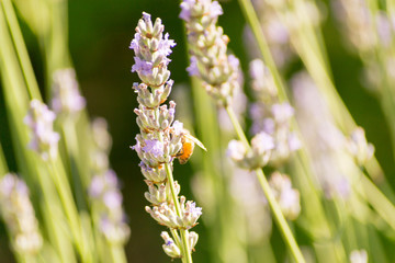 Bees and flowers on meadow in Bologna, Italy with a summer time atmosphere