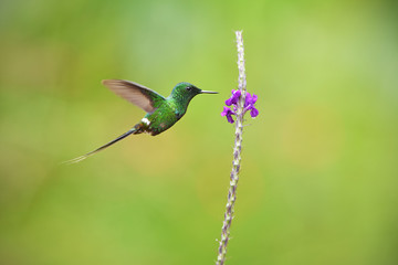 Green thorntail flying next to Porterweed flower
