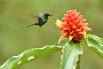 Green thorntail flying next to Red Button Ginger flower