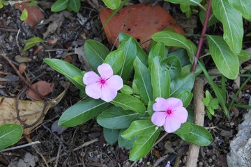 Flowers, Florida, key