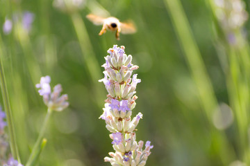 Bees and flowers on meadow in Bologna, Italy with a summer time atmosphere