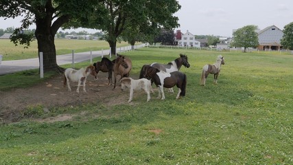 Horses, Ponies and Miniature Ponies playing and Grazing in the Amish Field