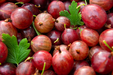 Red ripe gooseberries with green leaves closeup