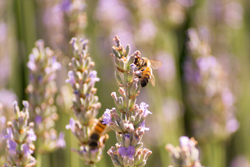 Bees and flowers on meadow in Bologna, Italy with a summer time atmosphere
