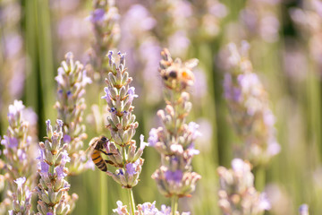 Bees and flowers on meadow in Bologna, Italy with a summer time atmosphere