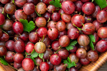 Red ripe gooseberries with green leaves closeup