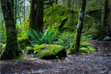 Moss covered rocks in old growth forest