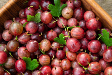 Red ripe gooseberries with green leaves closeup