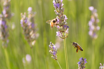Bees and flowers on meadow in Bologna, Italy with a summer time atmosphere