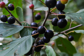 berries on a branch of a wolf tree