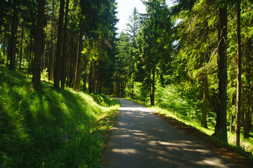 Fototapeta premium single track in the Isera Mountains in the Czech Repubblic in summer