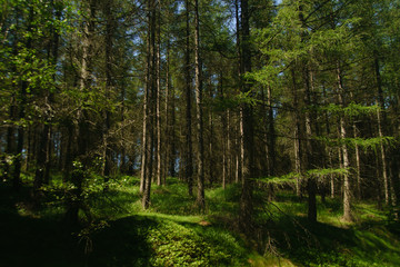 forests in the Isera Moutains in summer