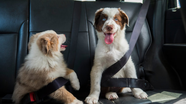 A couple of funny puppies travel in the car, wearing a seat belt. Dogs passengers