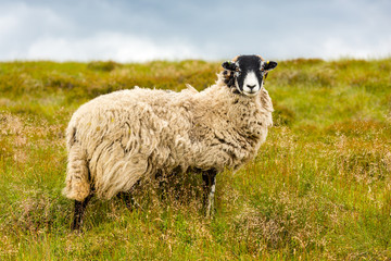 Swaledale Ewe, facing forward, stood in lush summer meadow.  Swaledale sheep are a hardy breed and native to this area of North Yorkshire, England, UK.  Landscape, Horizontal.  Space for copy.