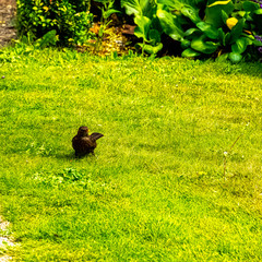 Female turdus merula known as common or Eurasian blackbird in British park