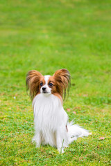 Portrait of a papillon purebreed dog sitting on the grass