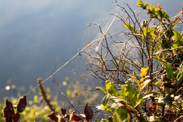 Spiderweb reflecting in the early morning sunlight