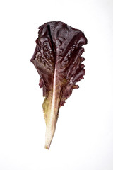 A red lettuce leaf on a white background.Red lettuce leaves background.