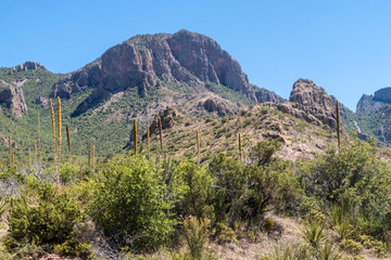 Fototapeta na wymiar Desert landscape view of Big Bend National Park during the day in Texas.