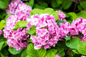 Pink hydrangea, soft focus. Beautiful flowers in nature. Hydrangea macrophylla