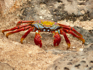 Sally Light Foot Crab