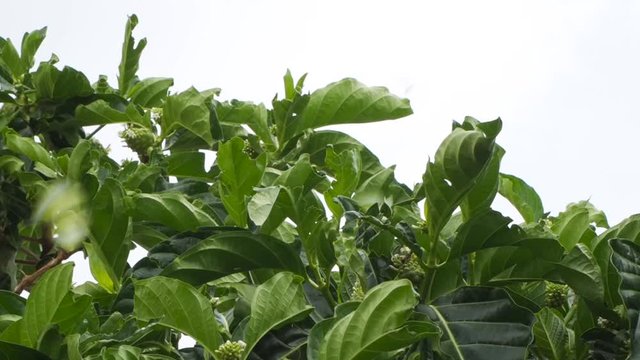 butterflies on a noni fruit tree.