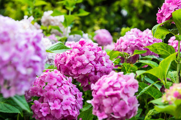 Pink hydrangea, soft focus. Beautiful flowers in nature. Hydrangea macrophylla