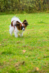 Portrait of a papillon purebreed dog walking on the grass