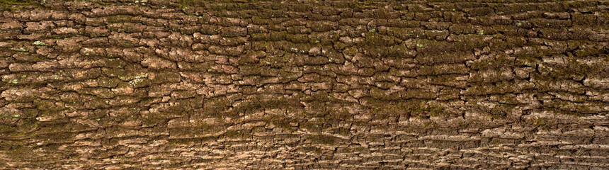 Relief texture of the brown bark of a tree with green moss on it. Horizontal photo of a tree bark texture. Relief creative texture of an old oak bark.