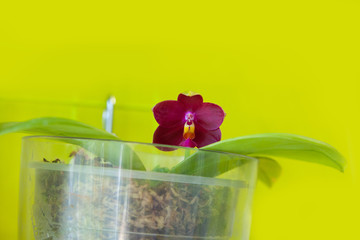 Beautiful rare orchid in pot on yellow background