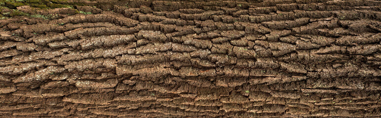 Relief texture of the brown bark of a tree with green moss on it. Horizontal photo of a tree bark...