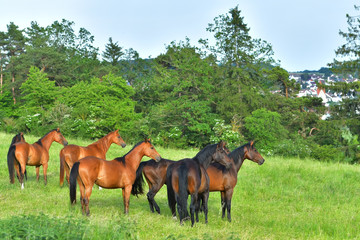 Naklejka na ściany i meble Herd of horses in the pasture.