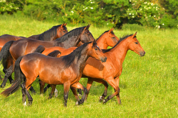 Herd of horses in the pasture.