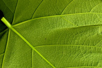 Fototapeta na wymiar Grape leaf. Closeup of a grape leaf. The texture of the grape leaf.