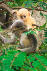 Dusky leaf monkey in Thailand