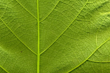 Fototapeta na wymiar Grape leaf. Closeup of a grape leaf. The texture of the grape leaf.