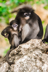 Dusky leaf monkey in Thailand