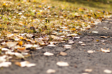 autumn. Yellow birch leaves lies on the grass. daylight. shallow depth of cut.