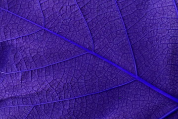 Grape leaf. Closeup of a grape leaf. The texture of the grape leaf.