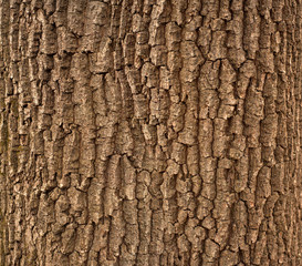 Relief texture of the brown bark of a tree with green moss on it. Horizontal photo of a tree bark texture. Relief creative texture of an old oak bark.